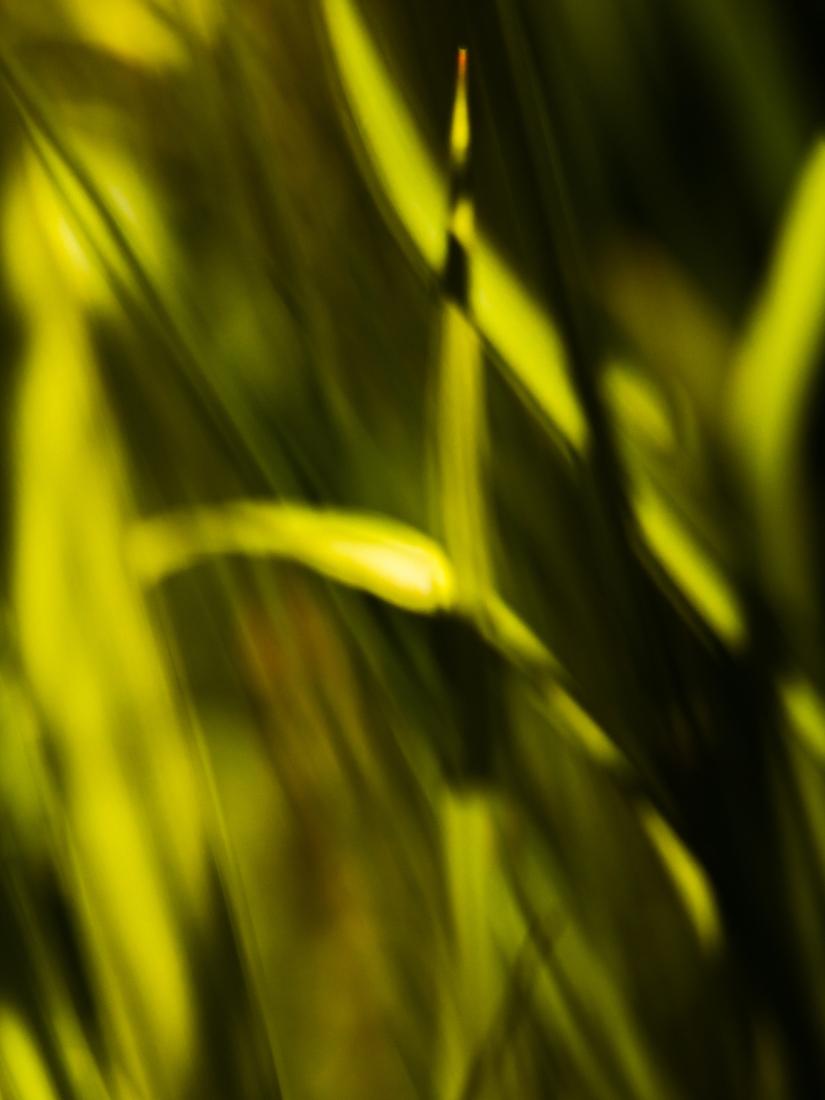 riet, contemplatie