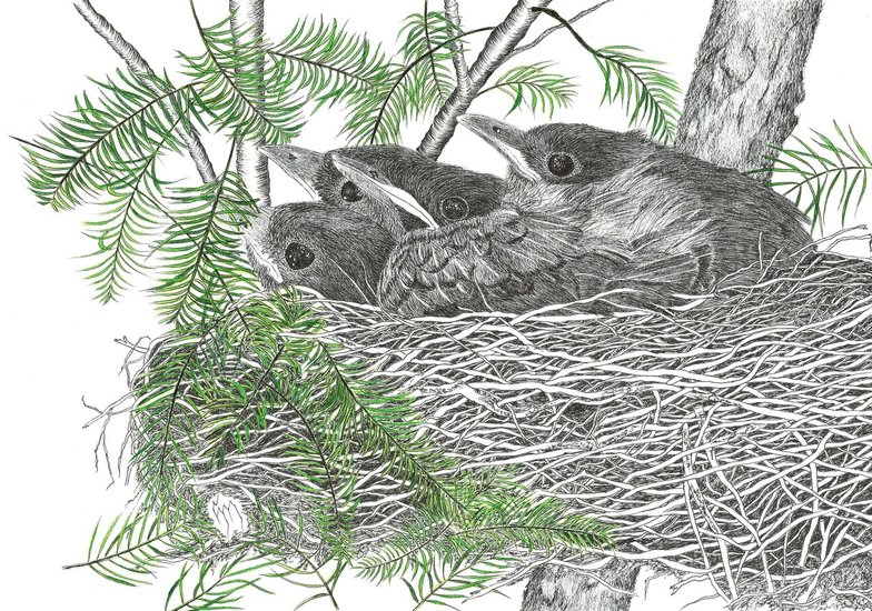 Nest jonge merels