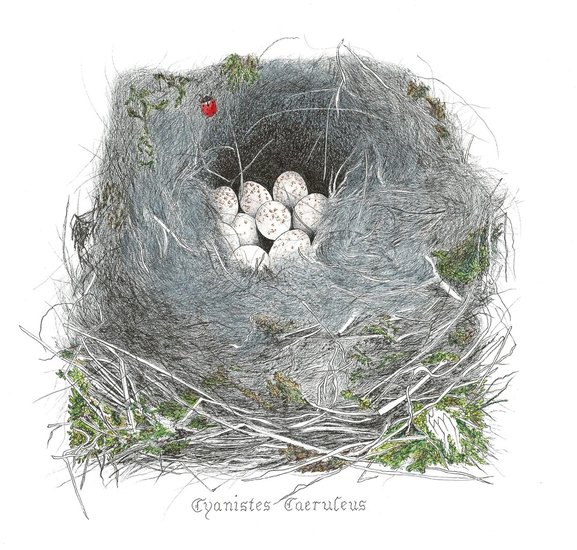 Nest pimpel met eitjes