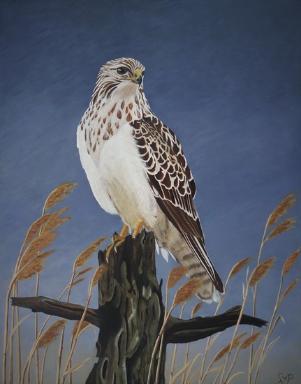 Witte Buizerd