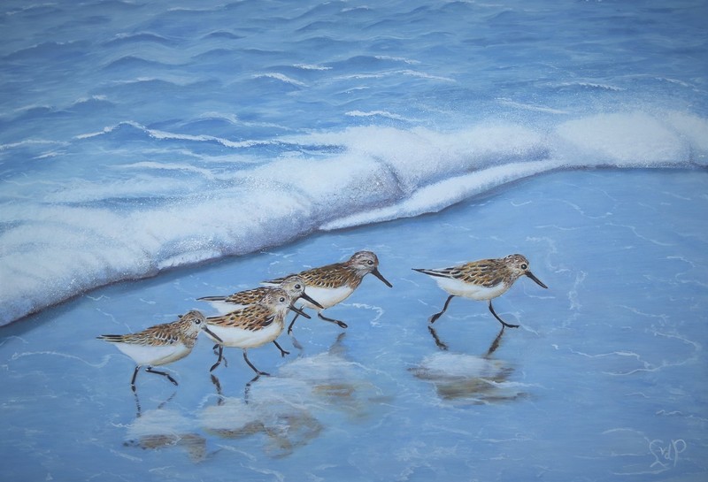 Strandlopertjes