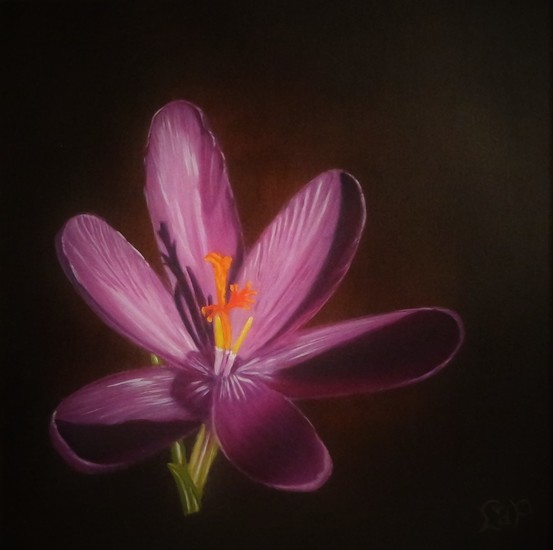 Crocus paars