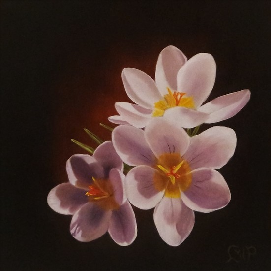 Crocus wit