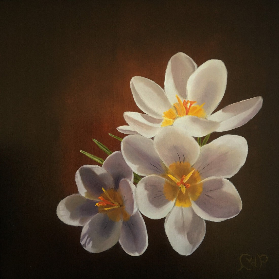 Crocus wit