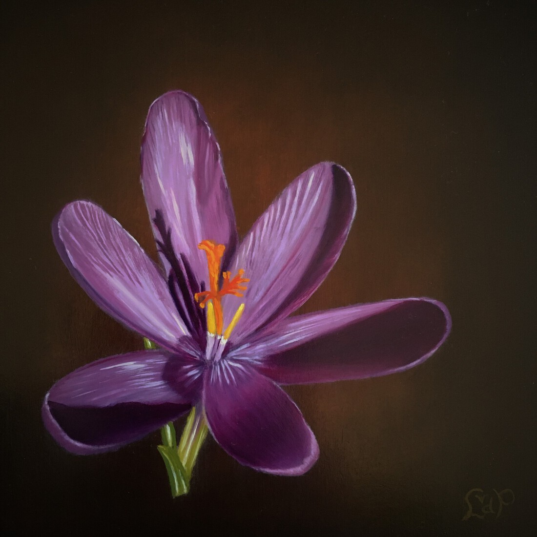 Crocus paars