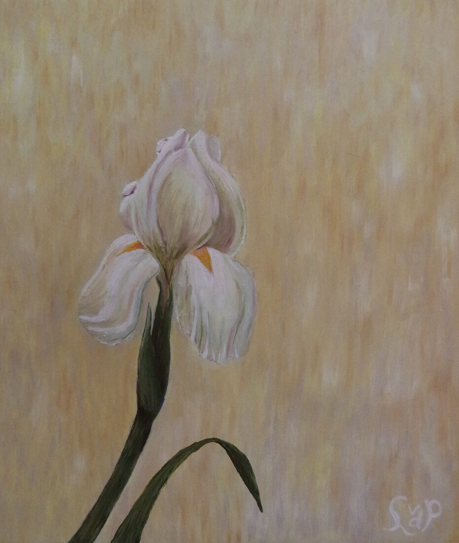 Iris in wit