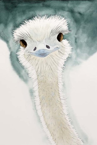 De blije struisvogel