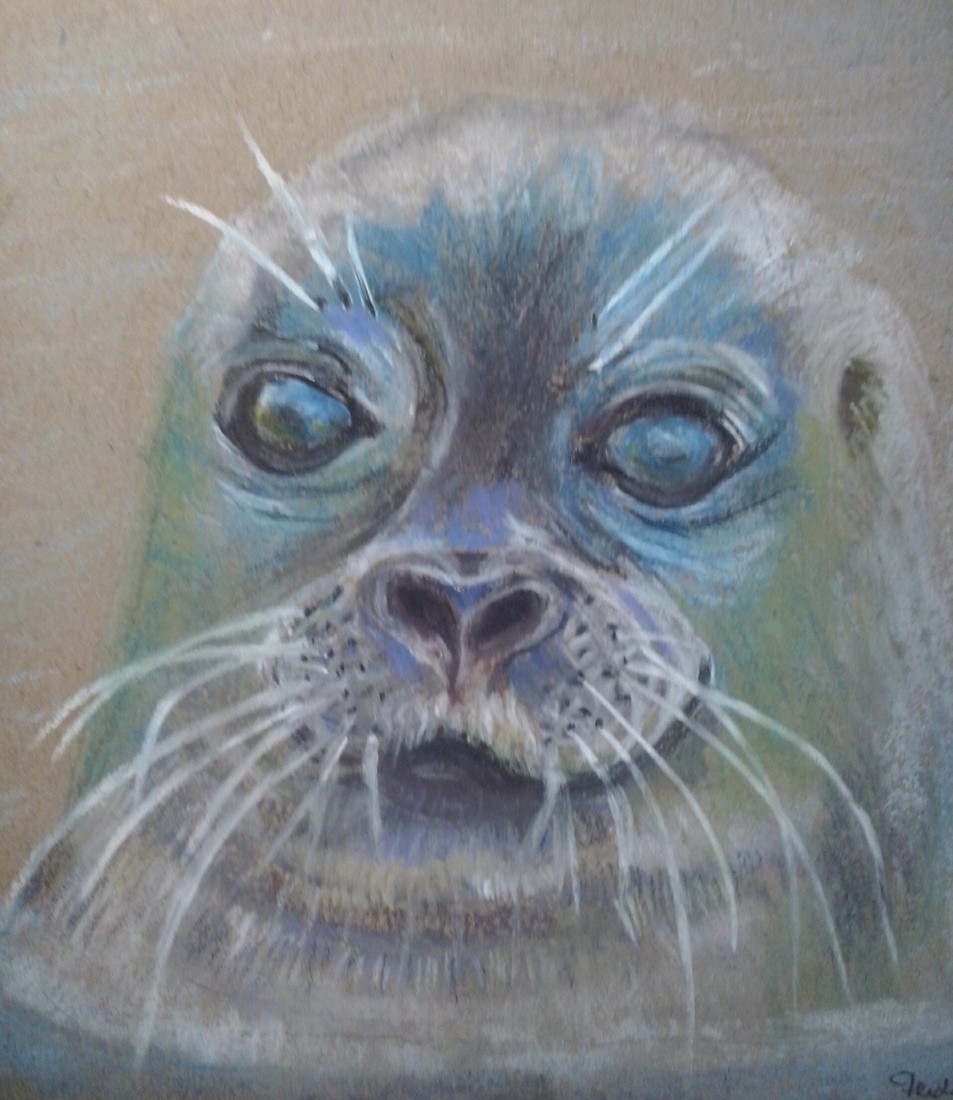 Nieuwsgierige zeehond
