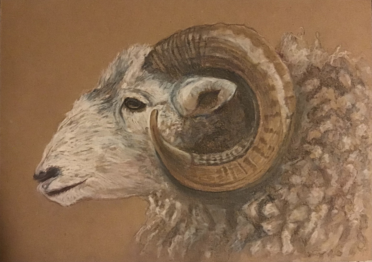Drents heideschaap 2
