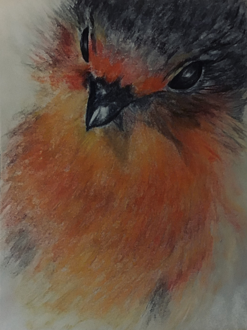 Robin
