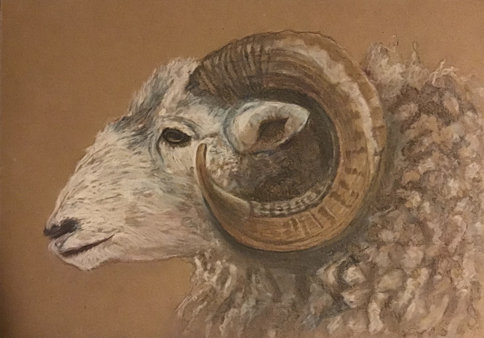 Drents heideschaap 2
