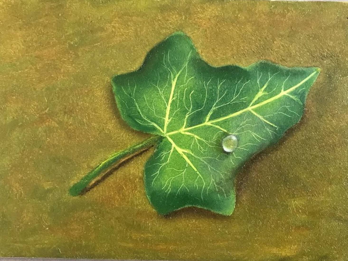 Hedera Blad