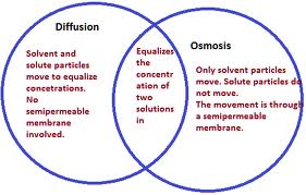 cellular processes by school infogram movement of molecules from high to low concentration