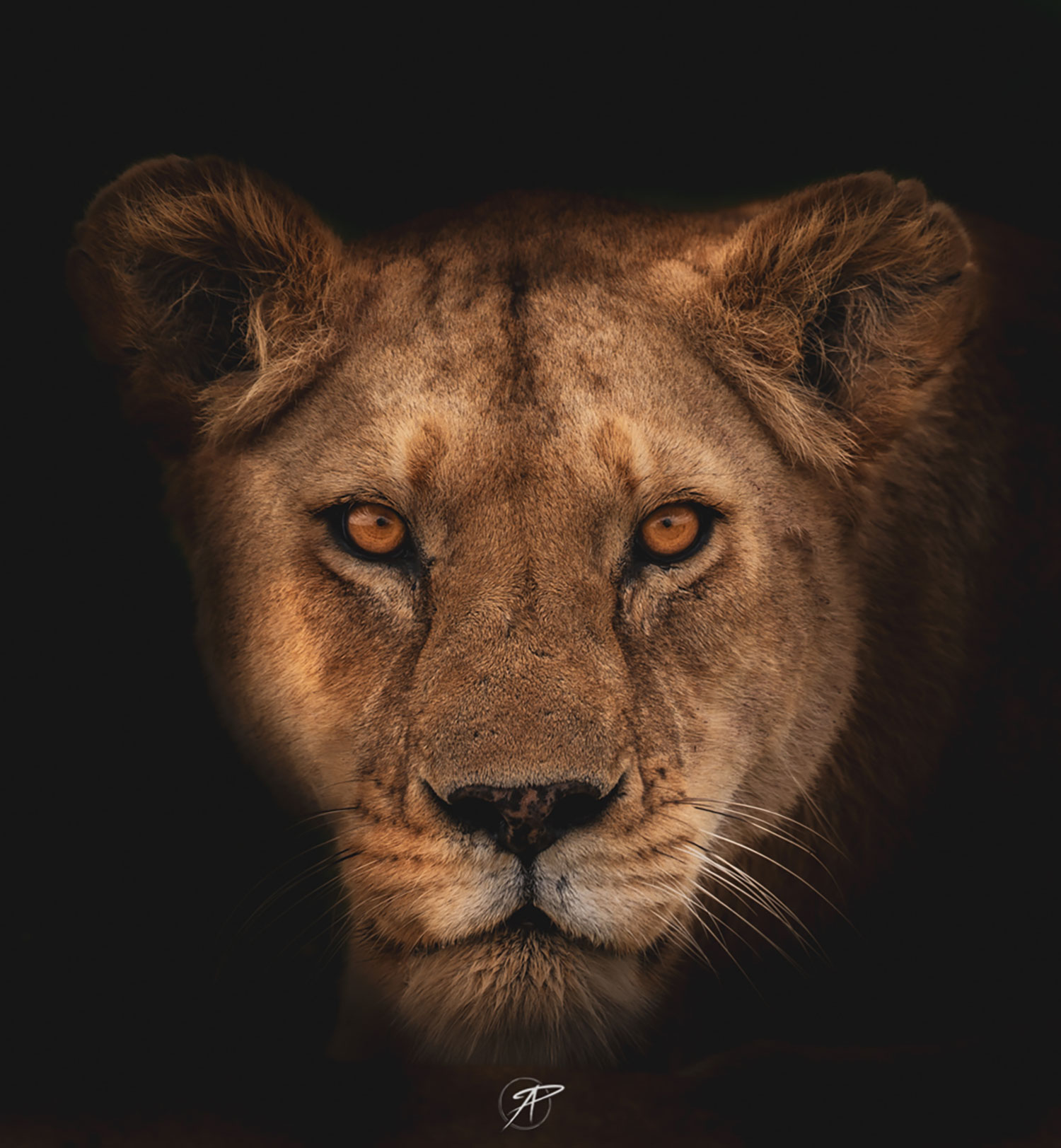 CUSTOMER CASE STUDY: Roaming the savannah with the Sony 100-400mm GM OSS