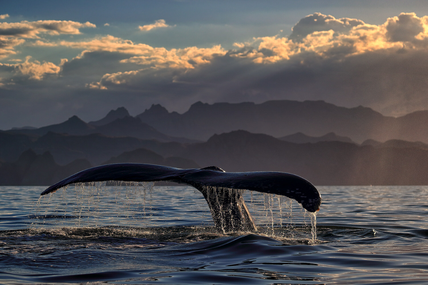 BOOK NOW: Whale Watching on Mexico’s Baja California Peninsula
