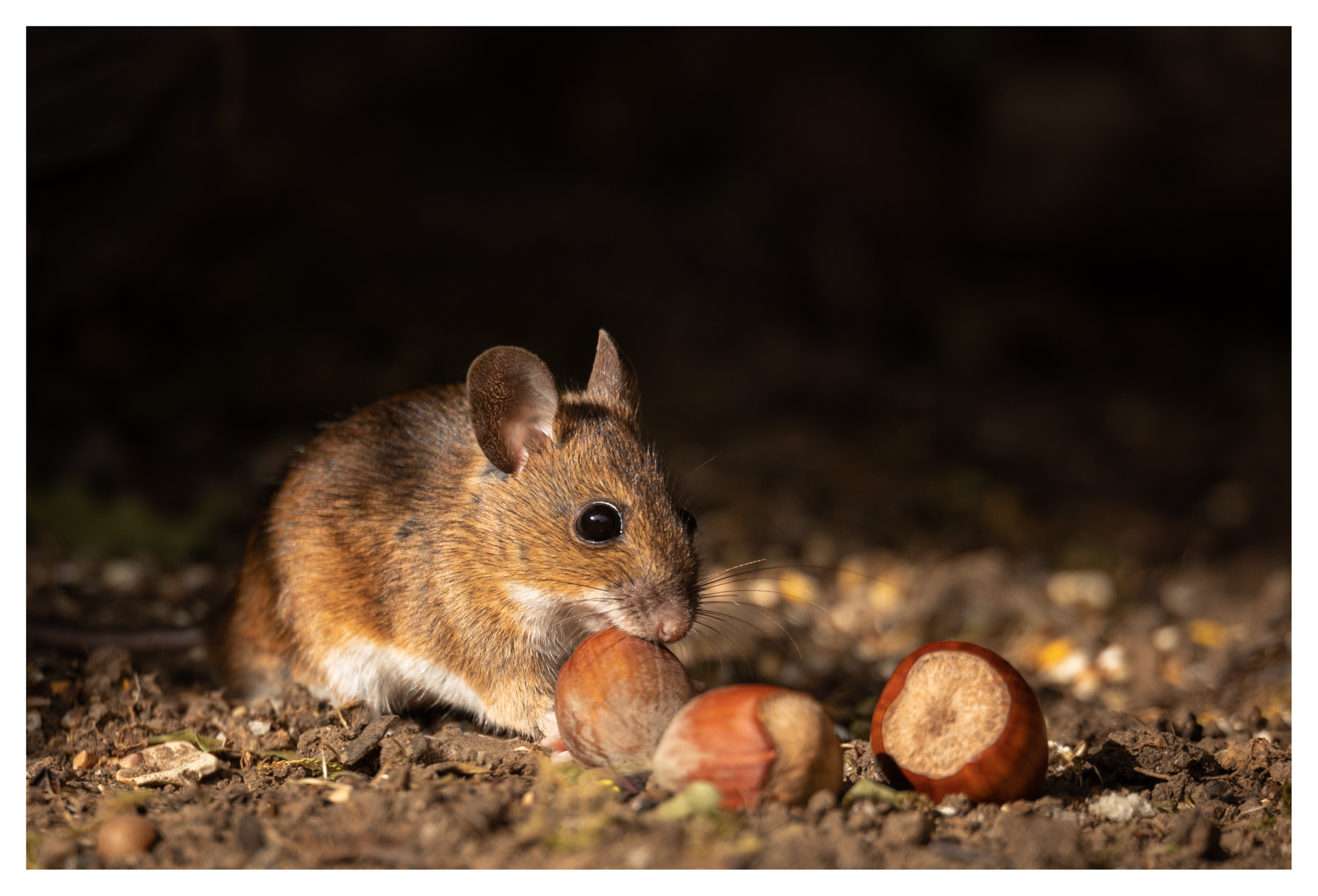 CUSTOMER CASE STUDY: Wildlife photography on Mersea Island during lockdown