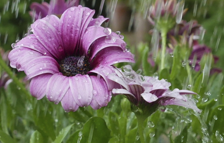 Panasonic 4K and 6K Photo Mode explained