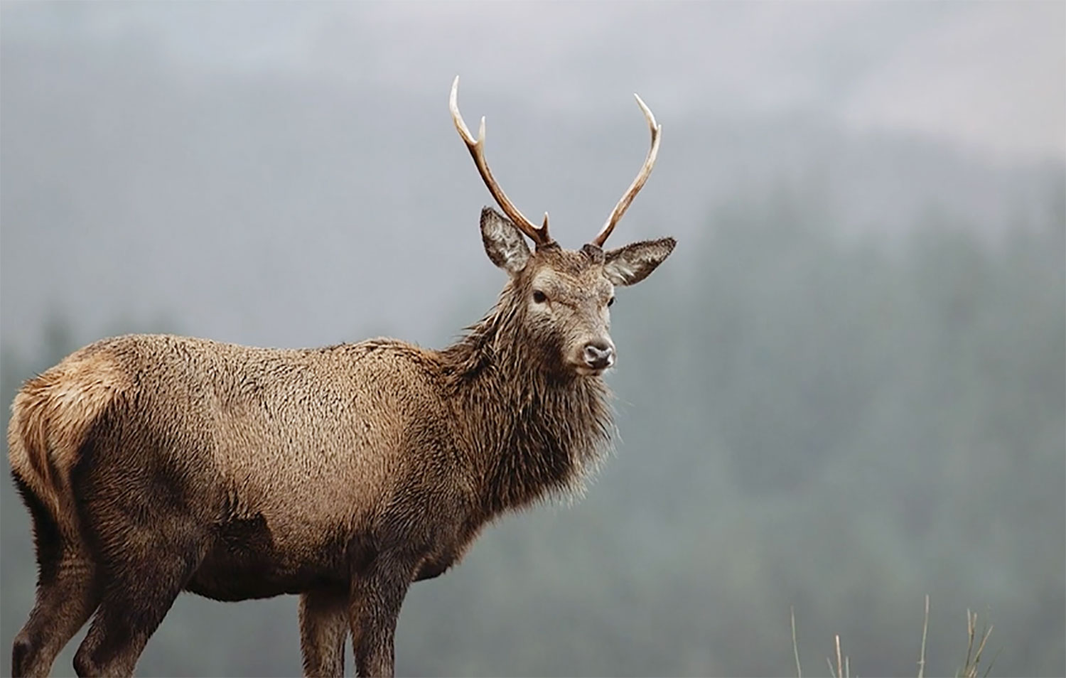 CUSTOMER CASE STUDY: 'Into The Wild' of Scotland with the Canon 100-400mm f4.5-5.6 IS II