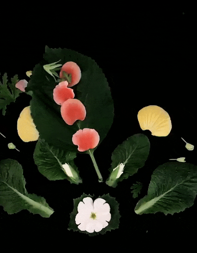 Blomsterpill GIF