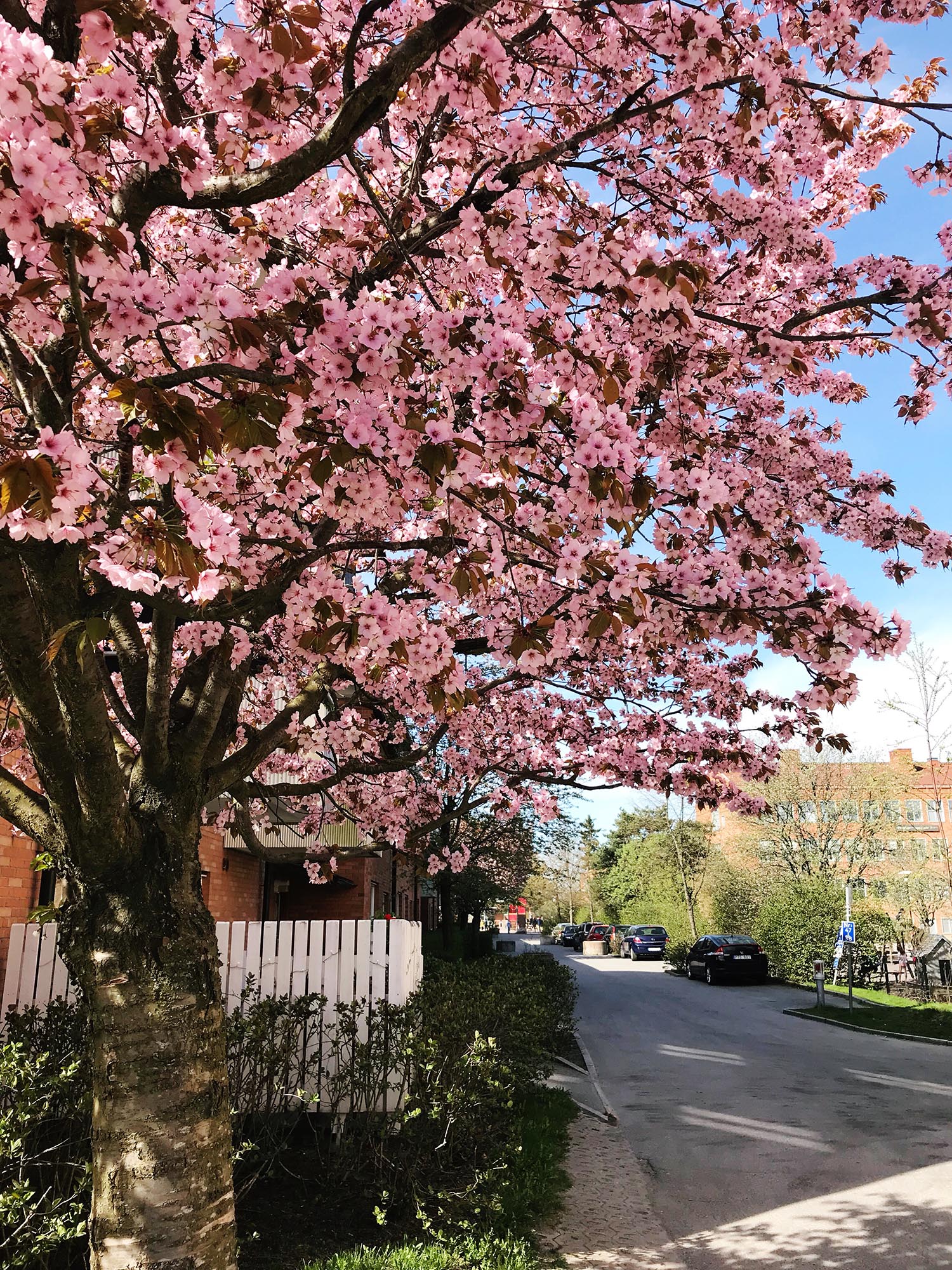 Cherry blossom Stockholm