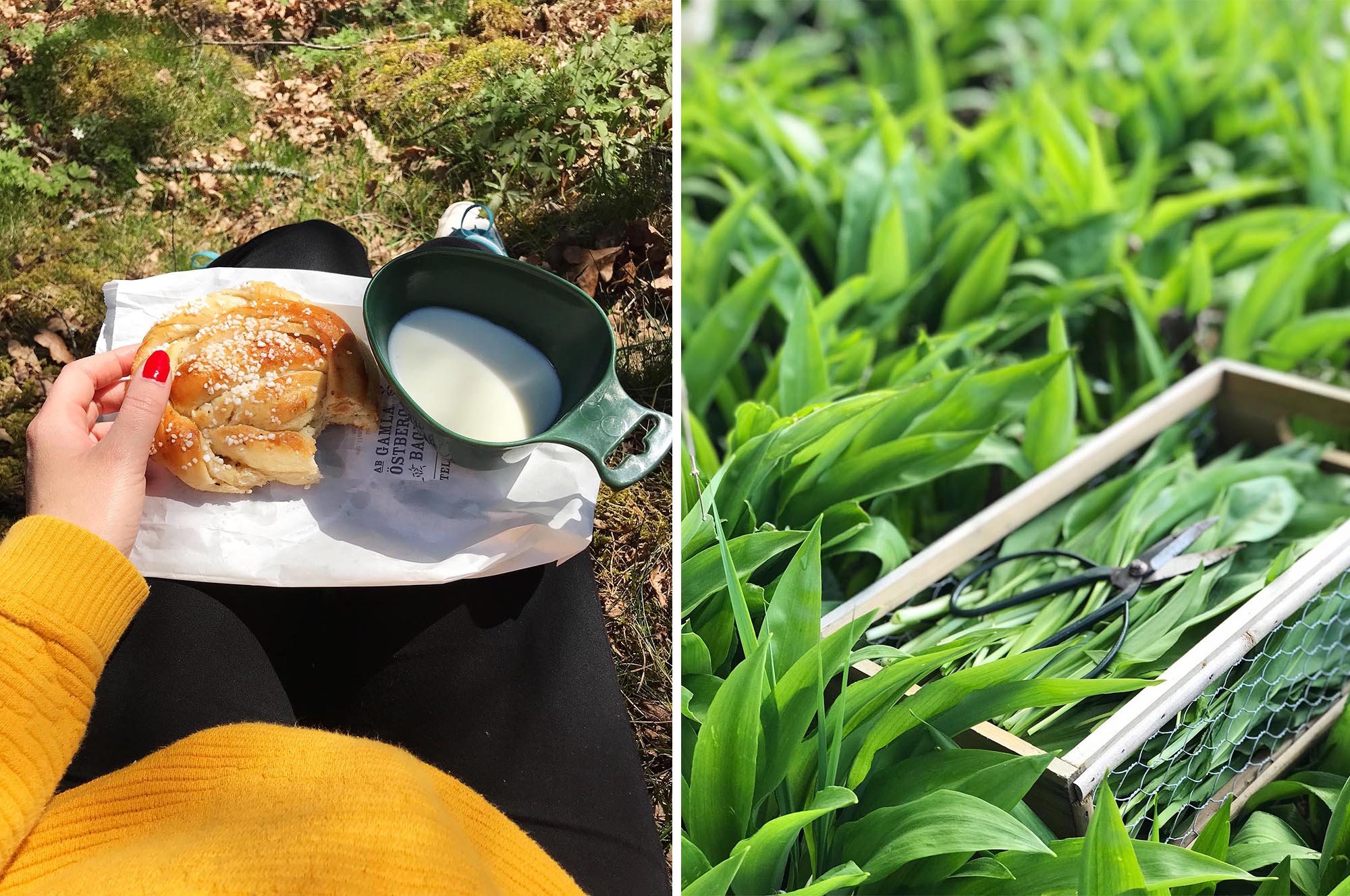 Fika + Ramslök