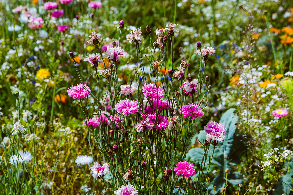 Självplock blommor