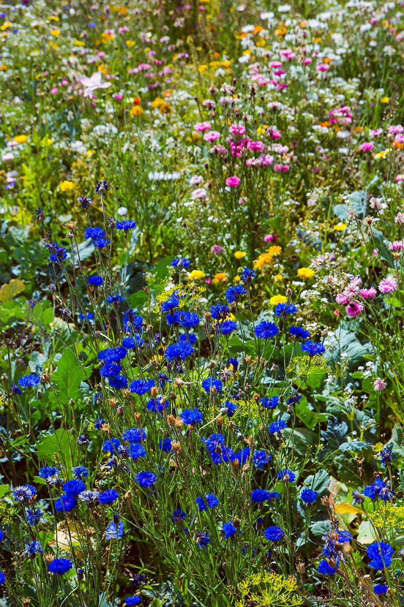 Självplock blommor
