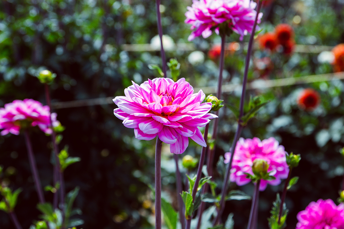 Självplock blommor