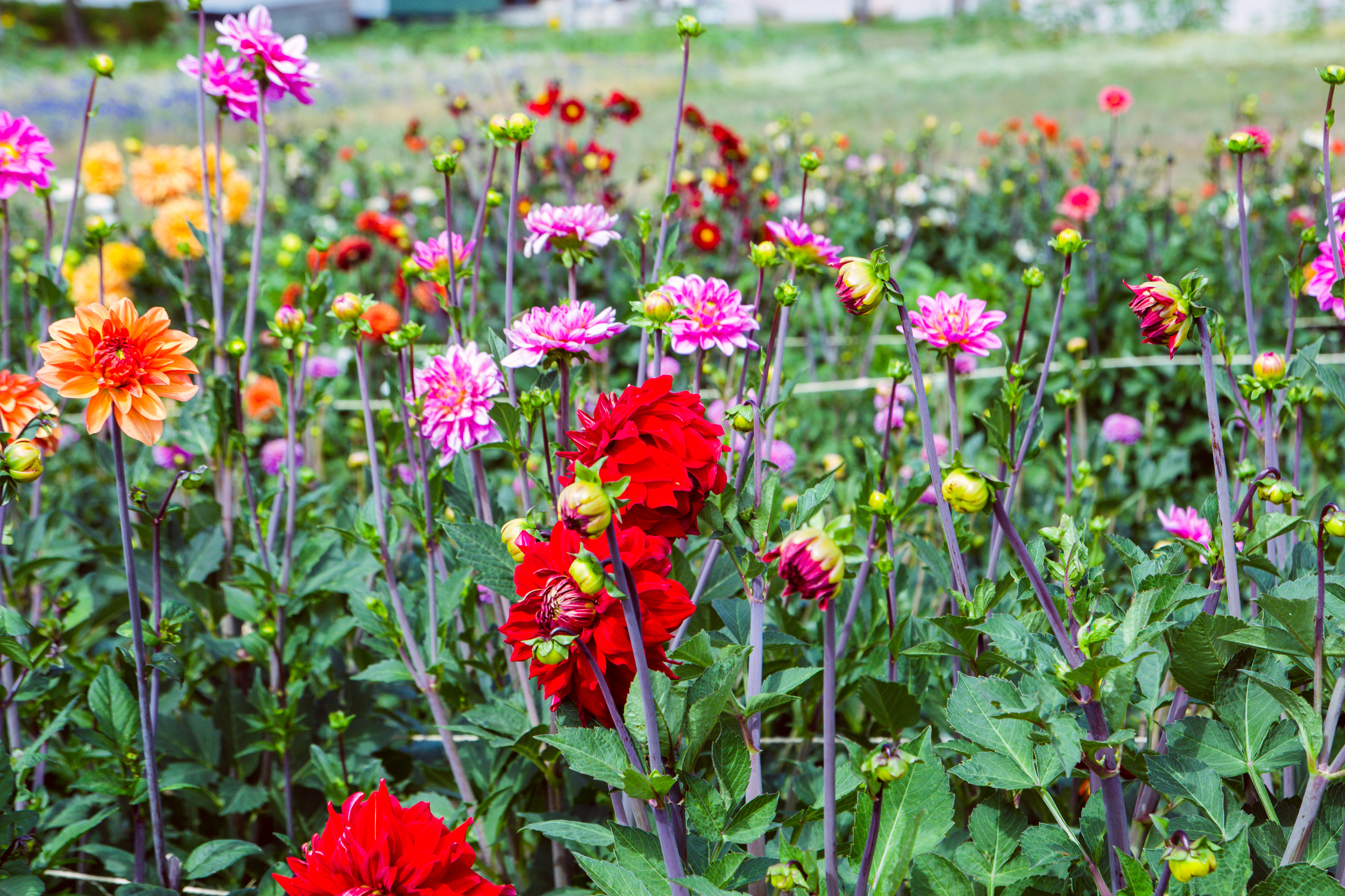 Självplock blommor