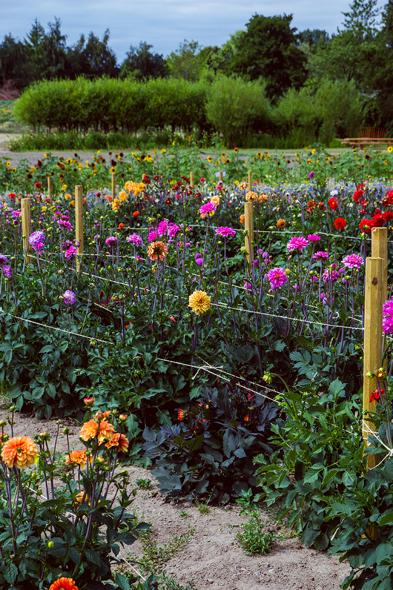 Självplock blommor