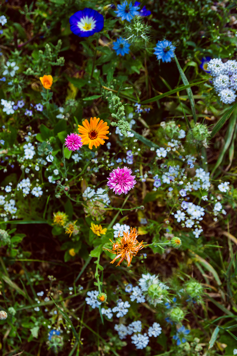 Självplock blommor