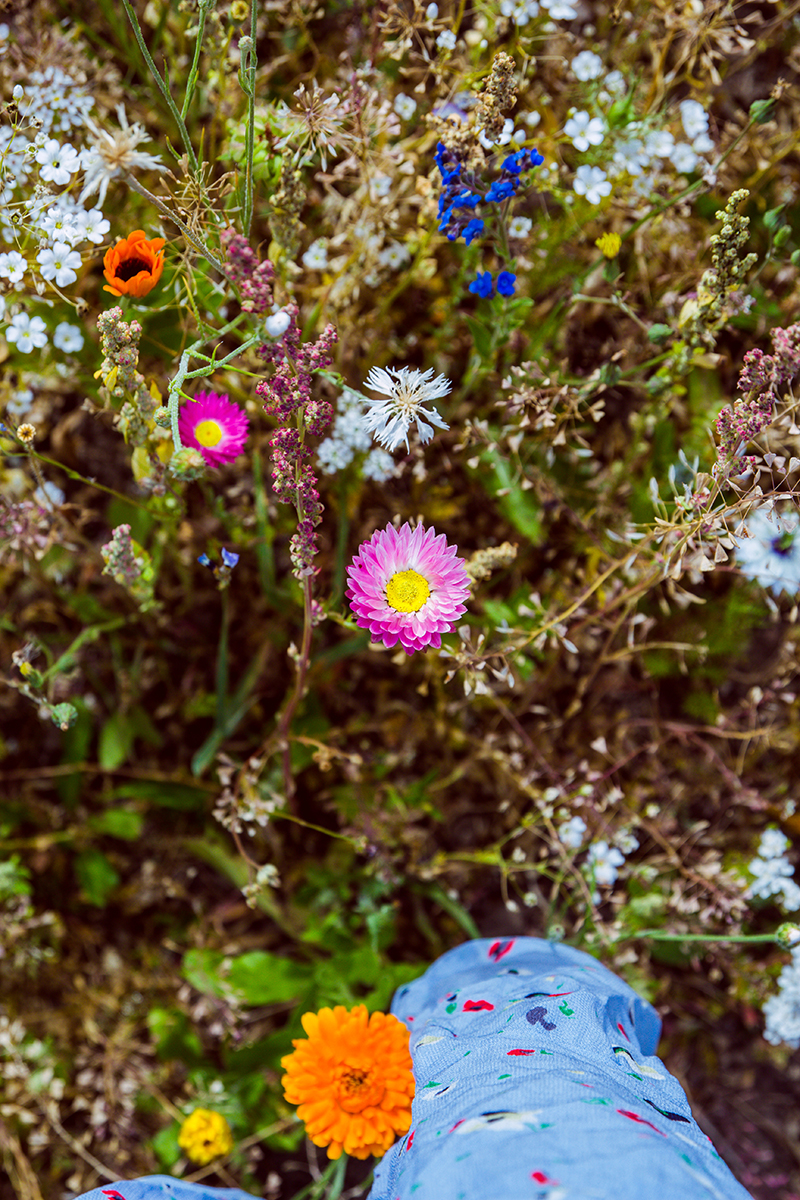 Självplock blommor