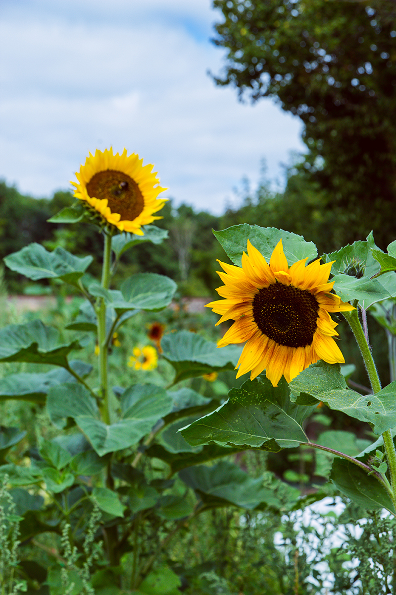 Självplock blommor