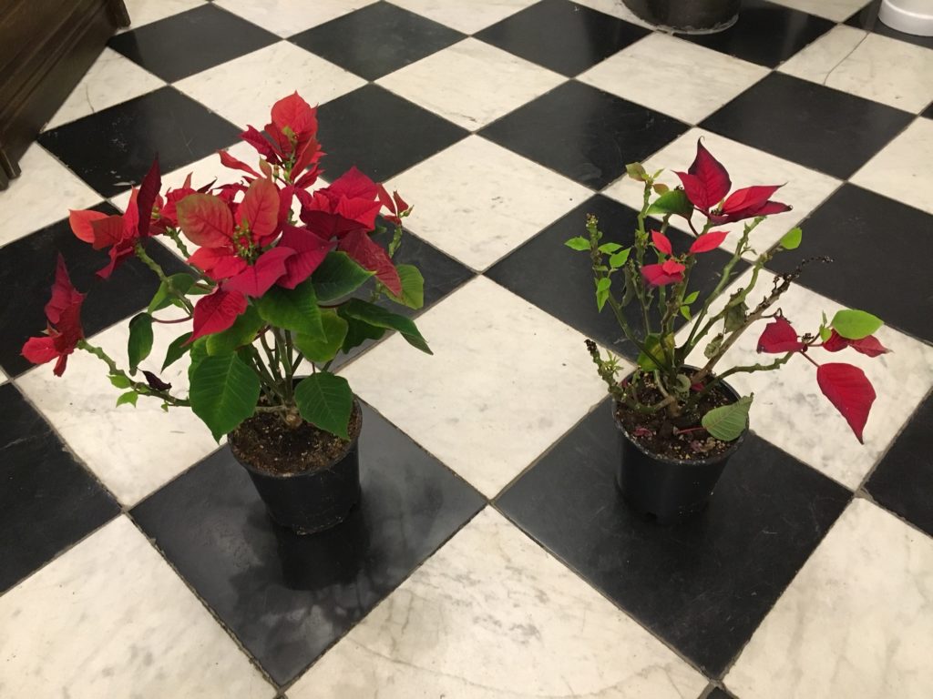 On the left : Poinsettia irrigated with the help of Kanopy25. On the left : Poinsettia irrigated manually by touch and feel.