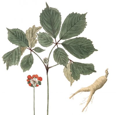 Ginseng Ginseng