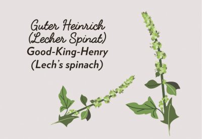 Wird wie herkömmlicher Spinat zubereitet, wirkt jedoch blutreinigend, entzündungshemmend und hilft bei Nieren-, Blasen- und Lungenleiden Wird wie herkömmlicher Spinat zubereitet, wirkt jedoch blutreinigend, entzündungshemmend und hilft bei Nieren-, Blasen- und Lungenleiden