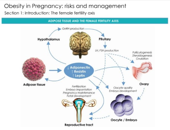 obesity in pregnancy During pregnancy, obesity increases the risk of early and late miscarriage, gestational diabetes, preeclampsia, and complications during labor and delivery. obesity in pregnancy During pregnancy, obesity increases the risk of early and late miscarriage, gestational diabetes, preeclampsia, and complications during labor and delivery.