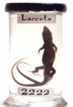 Lizard