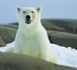Ww_cruise_arctic_north_spits_polar_bear