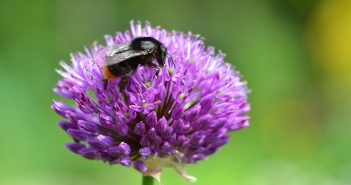 Cast your vote for the Wildlife Urban Retreat!