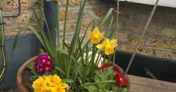 Catford South Bulbs In Bloom – Show Us Your Blooming Spaces!
