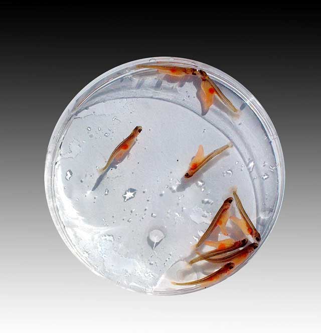 Alevins close up showing their yolk sac