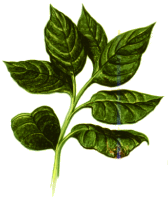 Hoja de té verde