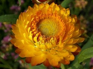 Flor+Siempre+Viva como la flor de la paja o siempre viva tiene unos colores vivos ...