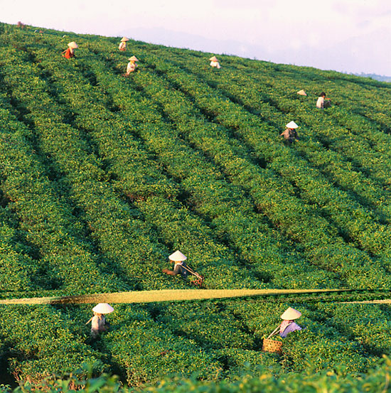 Tuyen-quang-plantación