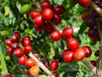 granos de café en el árbol