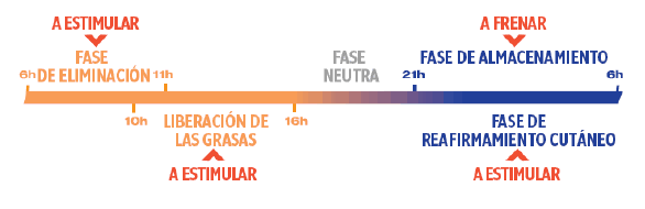 actuación del cuerpo durante el día