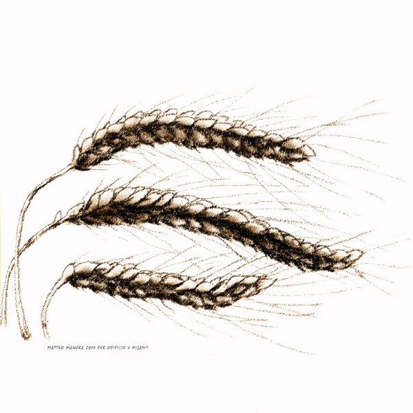 Grano