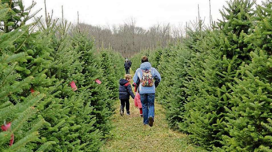 Where You Can Buy Fresh-cut Christmas Trees - Dayton Daily News - Where You Can Buy Fresh-cut Christmas Trees - Dayton Daily News