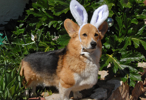 Easter with Your Dog
